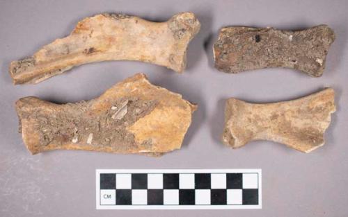 Faunal remains, boar (Sus scrofa) scapula fragments