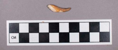 Faunal remains, boar (Sus scrofa) tooth fragment