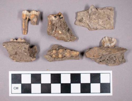 Faunal remains, boar (Sus scrofa) mandible and teeth fragments