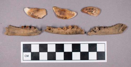 Faunal remains, boar (Sus scrofa) mandible fragments with teeth