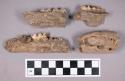Faunal remains, boar (Sus scrofa) mandible fragments with teeth