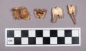 Faunal remains, boar (Sus scrofa) bone and teeth fragments