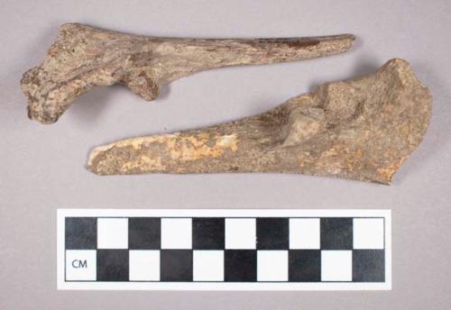 Faunal remains, sheep (Ovis aries) bone fragments