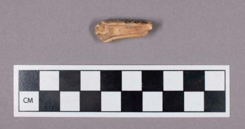 Faunal remains, sheep (Ovis aries) tooth fragment