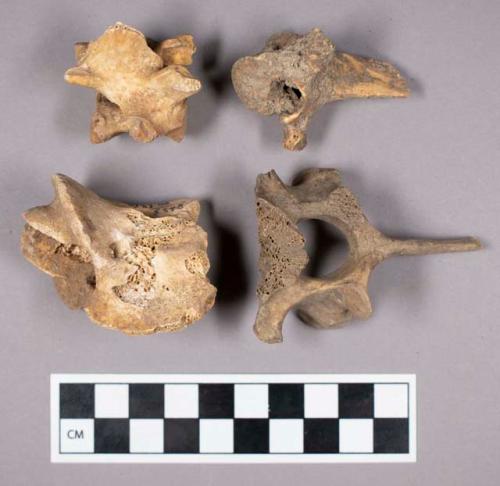 Faunal remains, sheep (Ovis aries) vertebrae fragments