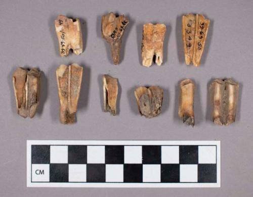 Faunal remains, goat (Capra hircus) teeth fragments