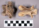 Faunal remains, sheep (Ovis aries) vertebrae fragments