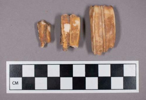 Faunal remains, sheep (Ovis aries) teeth fragments