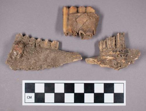 Faunal remains, sheep (Ovis aries) bone and tooth fragments