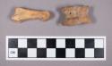 Faunal remains, sheep (Ovis aries) bone fragments