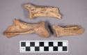 Faunal remains, sheep (Ovis aries) scapula fragments