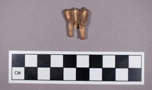 Faunal remains, sheep (Ovis aries) tooth fragment