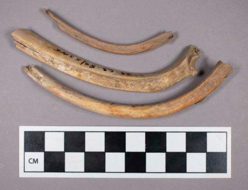 Faunal remains, sheep (Ovis aries) rib bone fragments