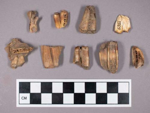 Faunal remains, sheep (Ovis aries) tooth fragments