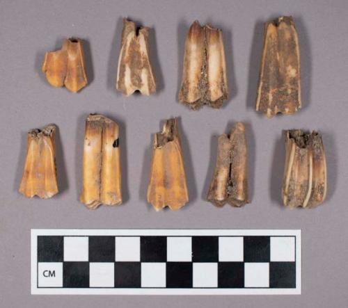 Faunal remains, sheep (Ovis aries) teeth fragments