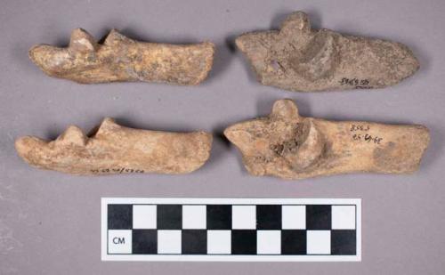 Faunal remains, boar (Sus scrofa) bone fragments