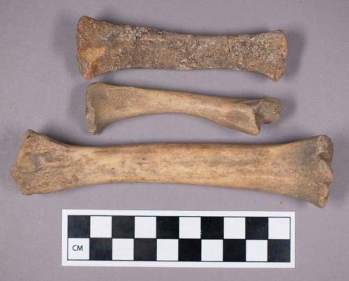 Faunal remains, sheep (Ovis aries) bone fragment