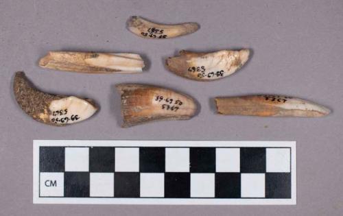 Faunal remains, boar (Sus scrofa) teeth fragments