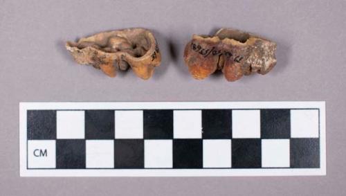 Faunal remains, boar (Sus scrofa) mandible and teeth fragments