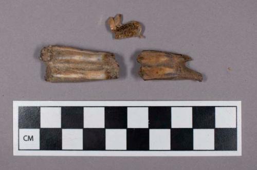 Faunal remains, sheep (Ovis aries) tooth fragments