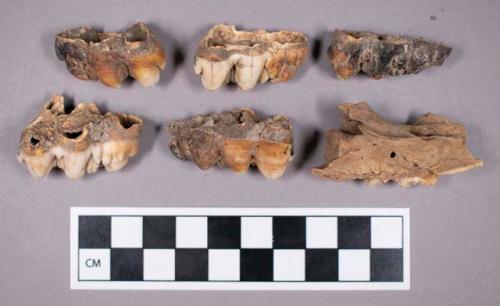 Faunal remains, boar (Sus scrofa) mandible fragments with teeth