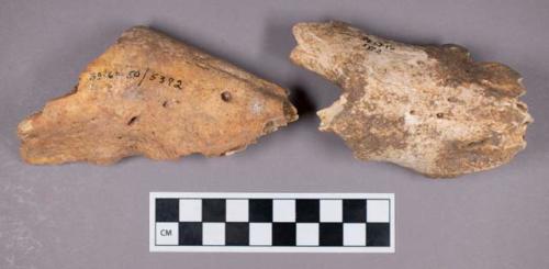 Faunal remains, boar (Sus scrofa) skull and mandible fragments