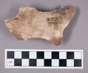 Faunal remains, boar (Sus scrofa) bone fragment