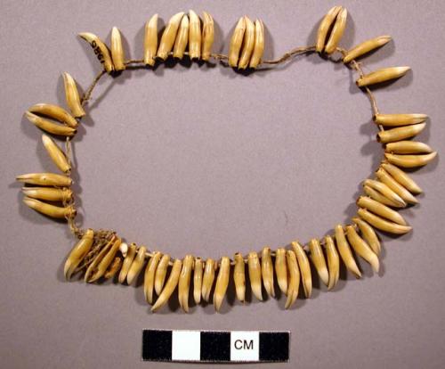 Necklace, small animal teeth strung on sinew cord