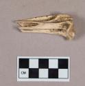 Organic, worked bird bone awl fragment