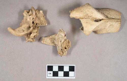 Organic, animal bone, cranium fragments