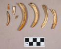 Organic, beaver teeth fragments