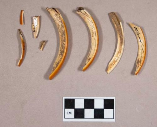 Organic, beaver teeth fragments