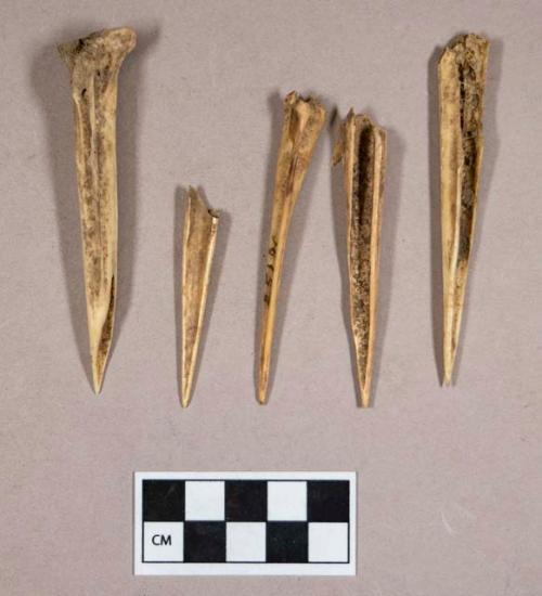 Organic, animal and bird bone awl fragments; fish bone