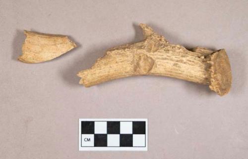 Organic, worked antler fragments, with rodent gnawing