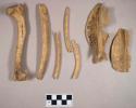 Animal bone, humerus, scapula fragments, rib fragments