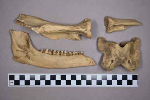 Organic, faunal remains, bone, teeth, and fragments