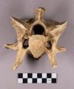 Organic, faunal remains, vertebra bone