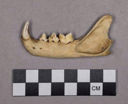 Organic, faunal remain, bone fragment, mandible with teeth