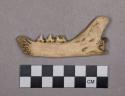 Organic, faunal remain, bone fragment, mandible with teeth