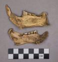 Organic, faunal remains, bone fragments, beaver jaw and teeth