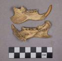 Organic, faunal remains, bone fragments, beaver jaws and teeth