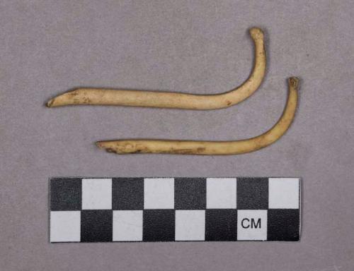 Organic, faunal remains, baculum fragments