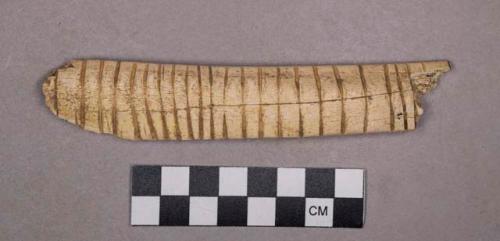 Organic, utilized bone, incised rib fragment