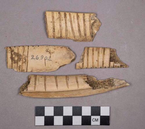 Organic, utilized bone, incised rib fragments