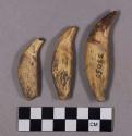 Organic, faunal remains, animal teeth