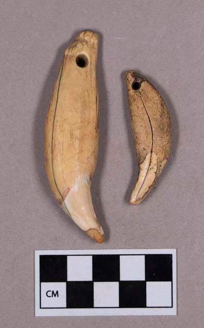 Organic, bone ornament, perforated bear teeth