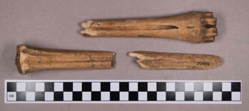 Organic, utilized bone fragments, possible scrapers