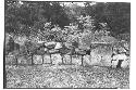 Caracol. First platform, parapet and drain, N. side of terrace, with traces of p