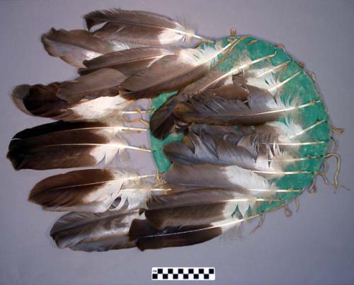 Shield encircled by a row of eagle feathers