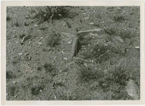 Flora and rocks